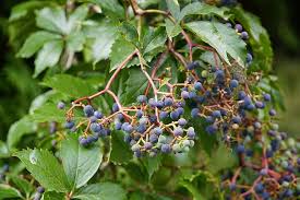 Deep blue berries can be found on virginia creeper's during the fall. Virginia Creeper Fruit Berries Victoria Creeper Five Leaved Ivy Five Finger Parthenocissus Quinquefolia Woodbine Vine Plant Foliage Pikist
