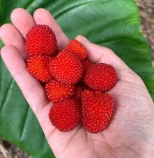 Image result for Rubus rosifolius