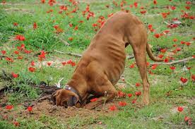 Super angebote für keep on running preis hier im preisvergleich. How To Stop A Dog From Digging Dog Training Nation