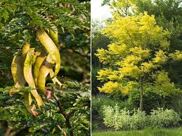 Gleditschie Gleditsia Triacanthos Gartenzauber Garten Garten Pflanzen Bepflanzung