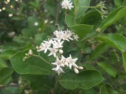 Image result for Ehretia cymosa