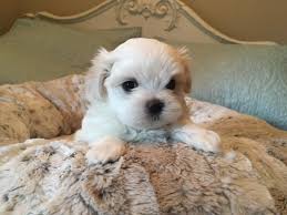 You need to now work out how much money it is going to cost you to buy and support your new maltese puppy and life long friend. Maltese Breeders Of Maltese Puppies Champion Maltese Dogs