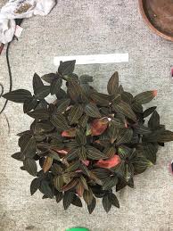 They weren't in great shape but still looked alive. It S Getting Crazy Big Jewel Orchid Orchids
