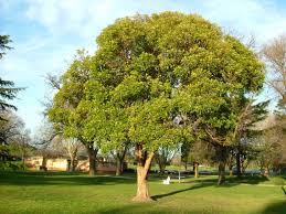 Image result for Lophostemon confertus