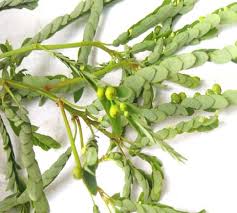 Image result for Phyllanthus odontadenius