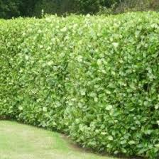Haie De Jardin En Fleurs Persistante De Bord De Mer En Bambou Trouvez Celle Qu Il Vous Faut Plante Haie Arbuste Haie Haies De Jardin