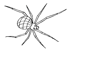 Spinne Ausmalbild Ausmalbilder Fur Kinder Ausmalen Ausmalbilder Ausmalbilder Kinder
