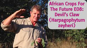 Image result for Harpagophytum zeyheri