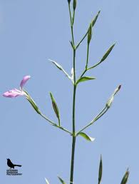 Image result for Dicliptera verticillata