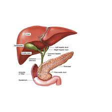 None of these diets have rational or scientific support. Dr Fred Betros General Surgeon Western Sydney Gallstones