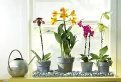 Resultado de imagen para humedad de las  orquideas