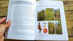 Image result for Cliffortia nitidula