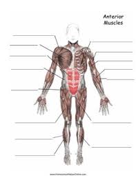 Label The Anterior Muscles In This Free Worksheet The Answers Are Below Middle School Science Experiments Kids Worksheets Printables Worksheets