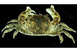 Image result for Brachystephanus