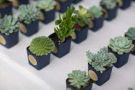 Mini Plant Pot Wrappers By Popular Demand Succulent Wedding Favors Succulent Wedding Succulent Favors
