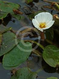 Image result for Ottelia ulvifolia