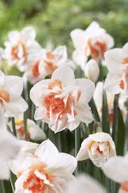 Narcissus Replete Useita Vareja I 2020 Paskliljor Lokvaxter Varblommor