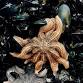 Family Tidepool Bioblitz