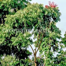 Image result for Khaya