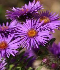 Purple Flower Names Purple Flower Names Flower Names Purple Flowers
