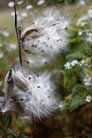 Gittins will send back milkweed seeds as soon as he can so you get them in the ground. Milkweed Seeds Plants Free Photo On Pixabay