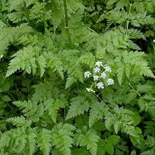 De nombre científico conium maculatum, la circuta es una especie botánica de planta con flor herbácea de la familia de las apiáceas, habitual en las regiones templadas y húmedas. AtenÅ£ie Oieri Plante OtrÄƒvitoare Pe PÄƒsune Revista Ferma