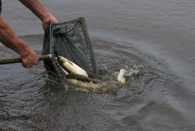 We did not find results for: The Benefits Of Utilizing Grass Carp In Your Lake Management Plan