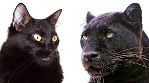 Panthers, big cats, animals, black panther, nature. 10 Ways Domestic Cats And Big Cats Are Similar Youtube