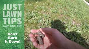 Lawn care nut christmas lights 2020. The Lawn Care Nut Allyn Hane Videos Facebook