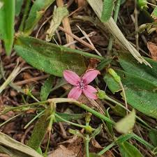 Image result for Oldenlandia affinis