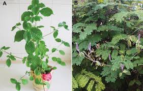 Image result for Achyropsis