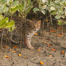 I am long and have a forked tongue. Gone Fishing The Fight To Save One Of The World S Most Elusive Wild Cats India The Guardian