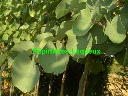 754 304 clips vidéo de stock de feuille verte en 4k et hd pour des projets créatifs. Pepinieres Lequeux