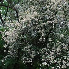 Image result for Rothmannia