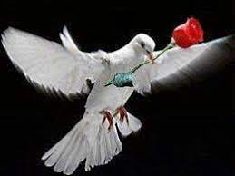 Ma colombe à rose d'amour - fatto57
