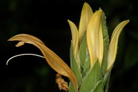 Image result for Anisotes