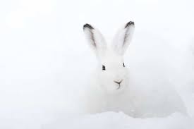 Animal Camouflage Arctic Hare Animals Animal Adaptations