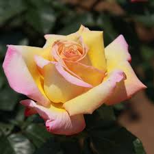 While most roses perform best in full sun (more than 6 hours a day), a number of english roses also enjoy partial shade where they will reward you with their sumptuous blooms. Top 10 Hybrid Tea Roses