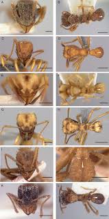 Image result for Anthericopsis