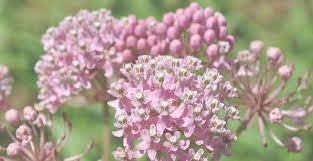 We did not find results for: Native Plants For Birds