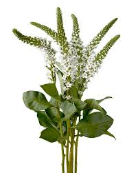Image result for Lysimachia