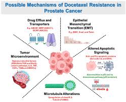 Image result for Docetaxel