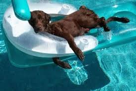 Funny Pics - Dog Days of Summer | D for Dog