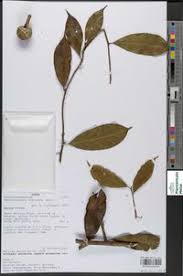 Image result for Pentadiplandra brazzeana