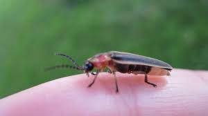Stream millions of tracks and playlists tagged lumaraa from desktop or your mobile device. Lumora How A Firefly Sparked A Solution To Food Safety University Of Cambridge