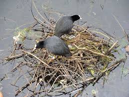 Different Birds With Their Nests Abcs Of Animal World Type Of Nests Of Different Bird Species Bird Species Different Birds Pet Birds