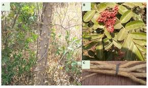Image result for Zanthoxylum