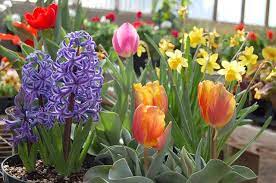 Maybe you would like to learn more about one of these? Ten Early Spring Annuals That Grow Well In Containers