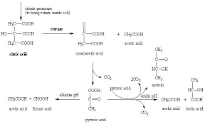 Citrate Utilization Test Principle Media Procedure And Result