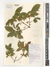 Image result for Vitex ferruginea